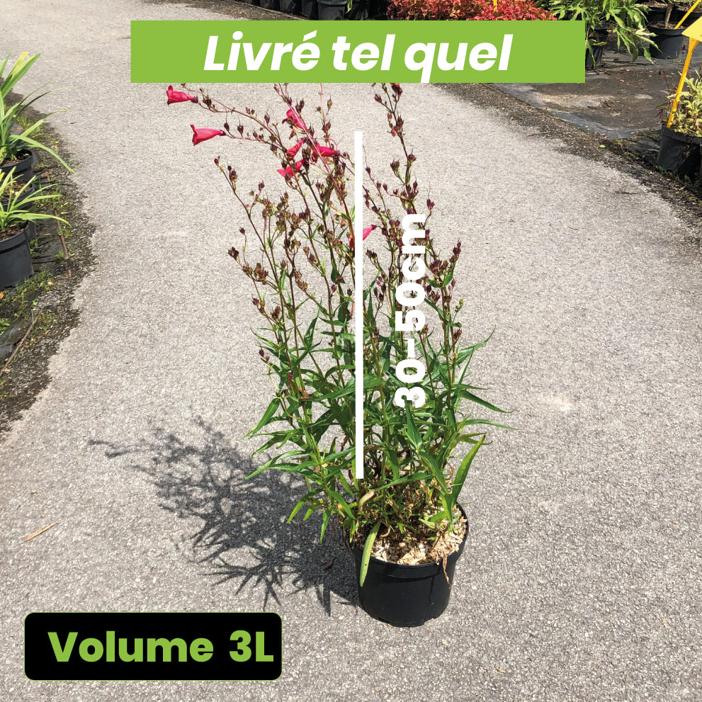 Penstemon Phare Rouge - Galane - Volume 3L / 30-50cm