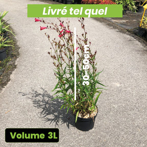 Penstemon Phare Rouge - Galane