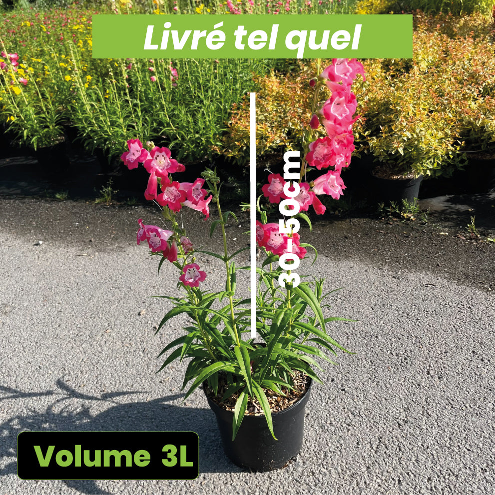 Penstemon Adrien Regnier - Galane - Volume 3L / 30-50cm