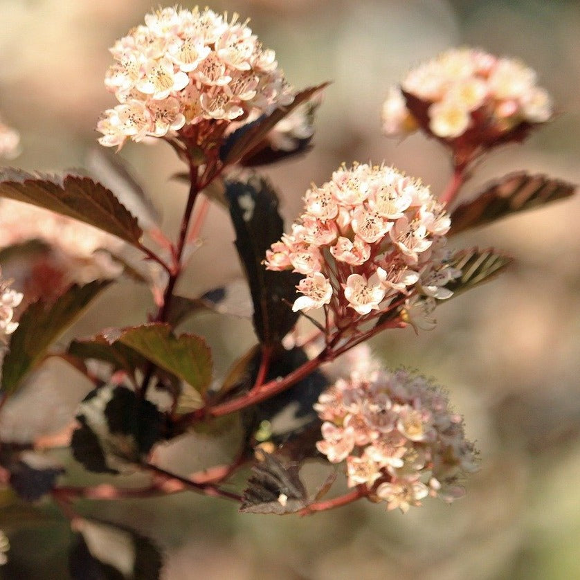 Physocarpus Diable d'Or - Physocarpe à feuilles cuivre - Volume 4L / 40-60cm