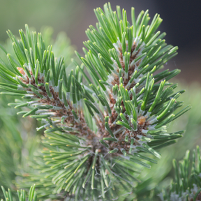 Pinus Mugo Heinis Triumph - Pin de Montagne