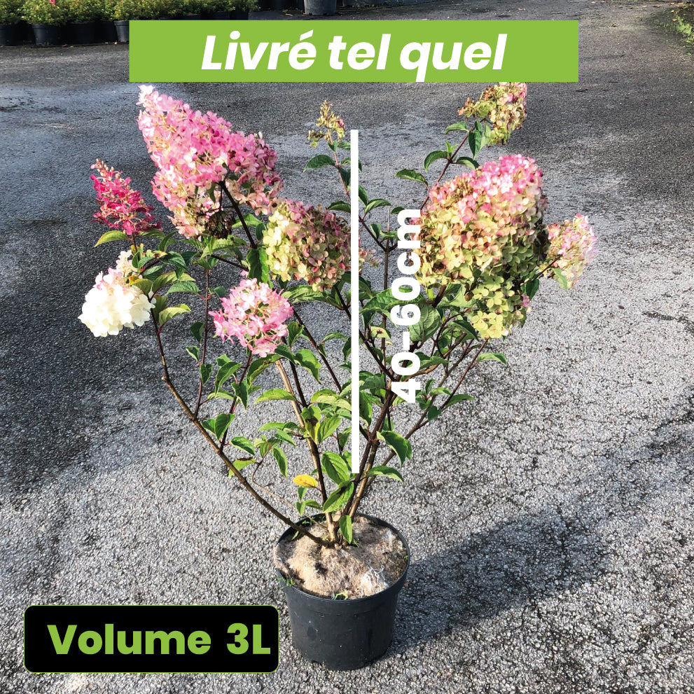 Hydrangea paniculata Pink diamond - Volume 3L / 40-60cm