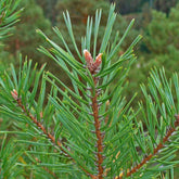 Pinus Sylvestris - Pin Sylvestre