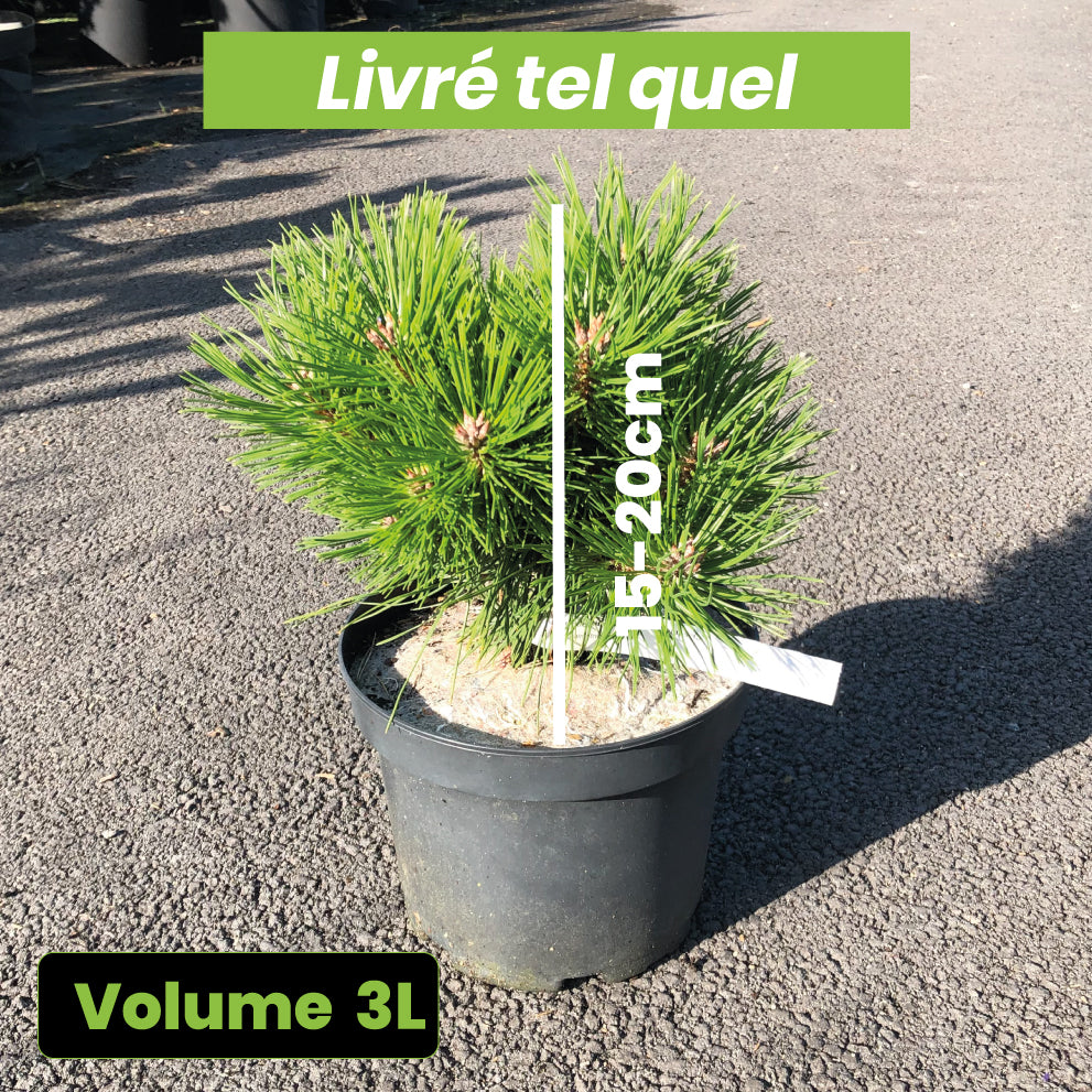 Pinus Densiflora Tanyosho Compacta - Volume 3L / 15-20cm