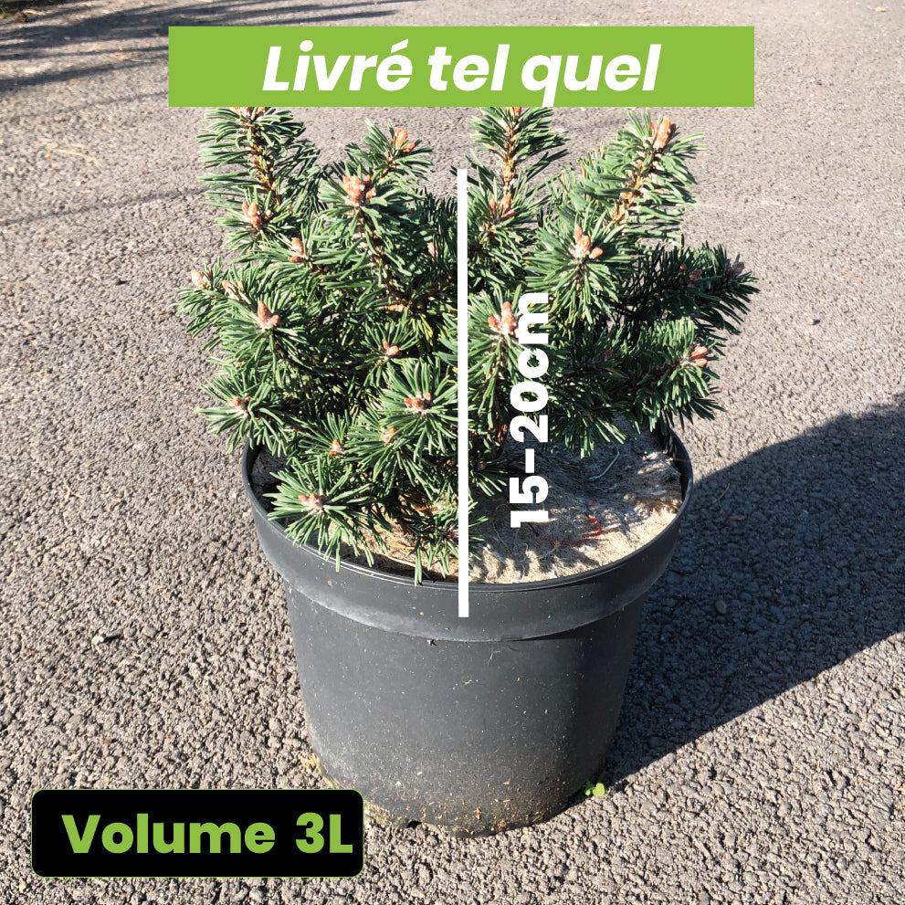 Pinus Mugo Heinis Triumph - Pin de Montagne - Volume 3L / 15-20cm