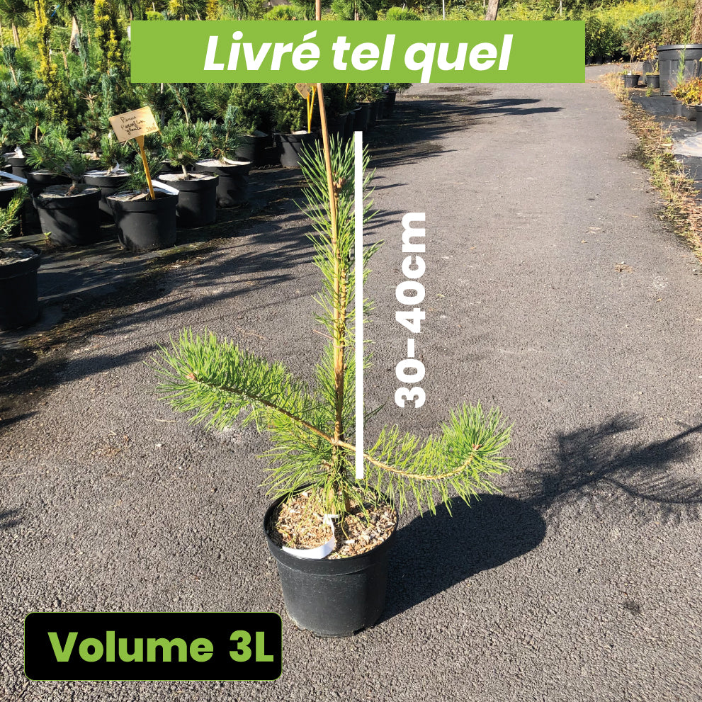 Pinus Sylvestris - Pin Sylvestre - Volume 3L / 30-40cm