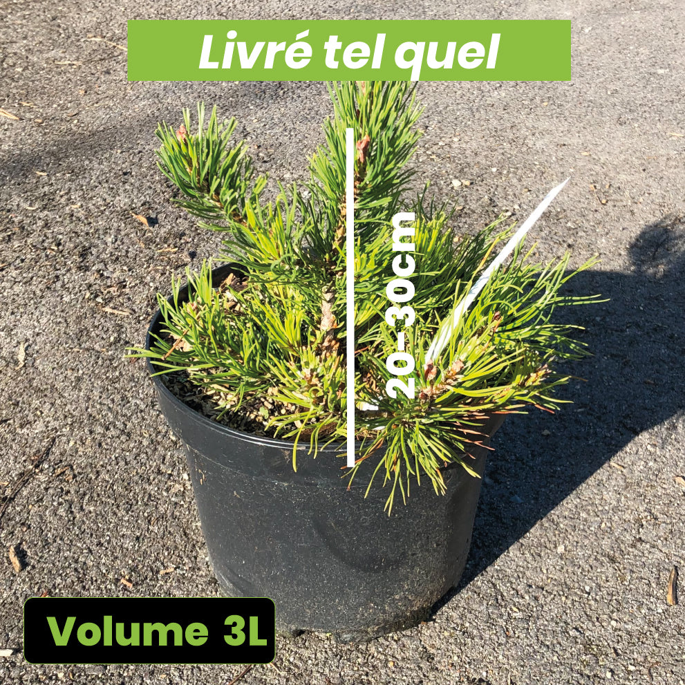 Pinus Mugo Pumilio - Pin de Montagne - Volume 3L / 20-30cm