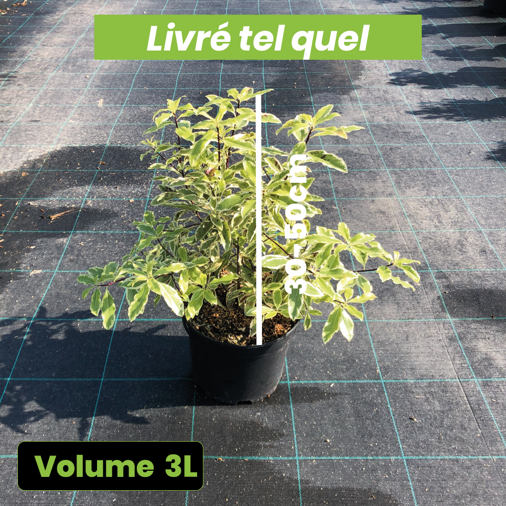 Pittosporum Tenuifolium Eugenioides Variegata - Bois citron - Volume 3L / 30-50cm