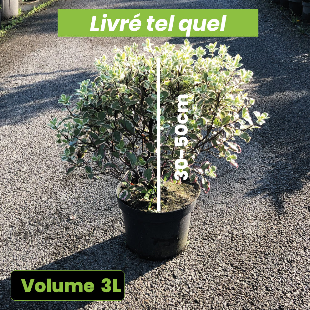Pittosporum Tenuifolium Saundersii - Volume 3L / 30-50cm