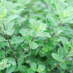 Pittosporum Tenuifolium Irish Luck - Volume 3L / 30-50cm