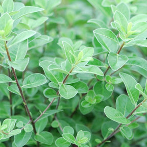 Pittosporum Tenuifolium Irish Luck