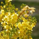 Mahonia Eurybracteata Sweet Winter - Mahonia à feuilles de houx