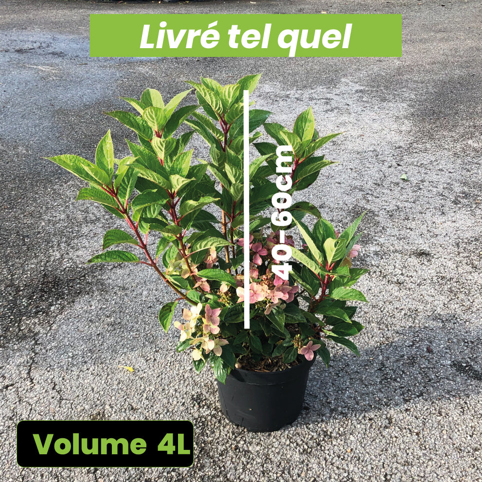Hydrangea paniculata Polestar - Volume 4L / 40-60cm