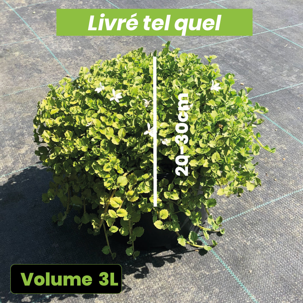 Pratia Pedunculata 'Treadwellii' - Volume 3L / 20-30cm