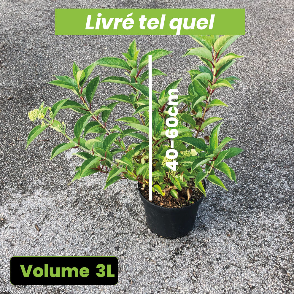 Hydrangea paniculata 'Prim white' - Hortensia Paniculé - Volume 3L / 40-60cm