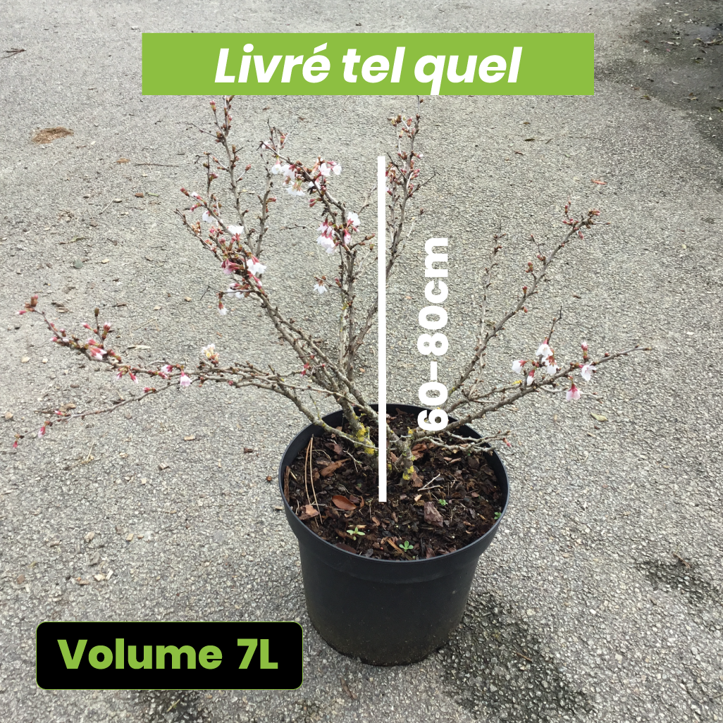 Prunus Incisa Kojo No Mai - Cerisier à fleurs nains du Japon - Volume 7L / 60-80cm