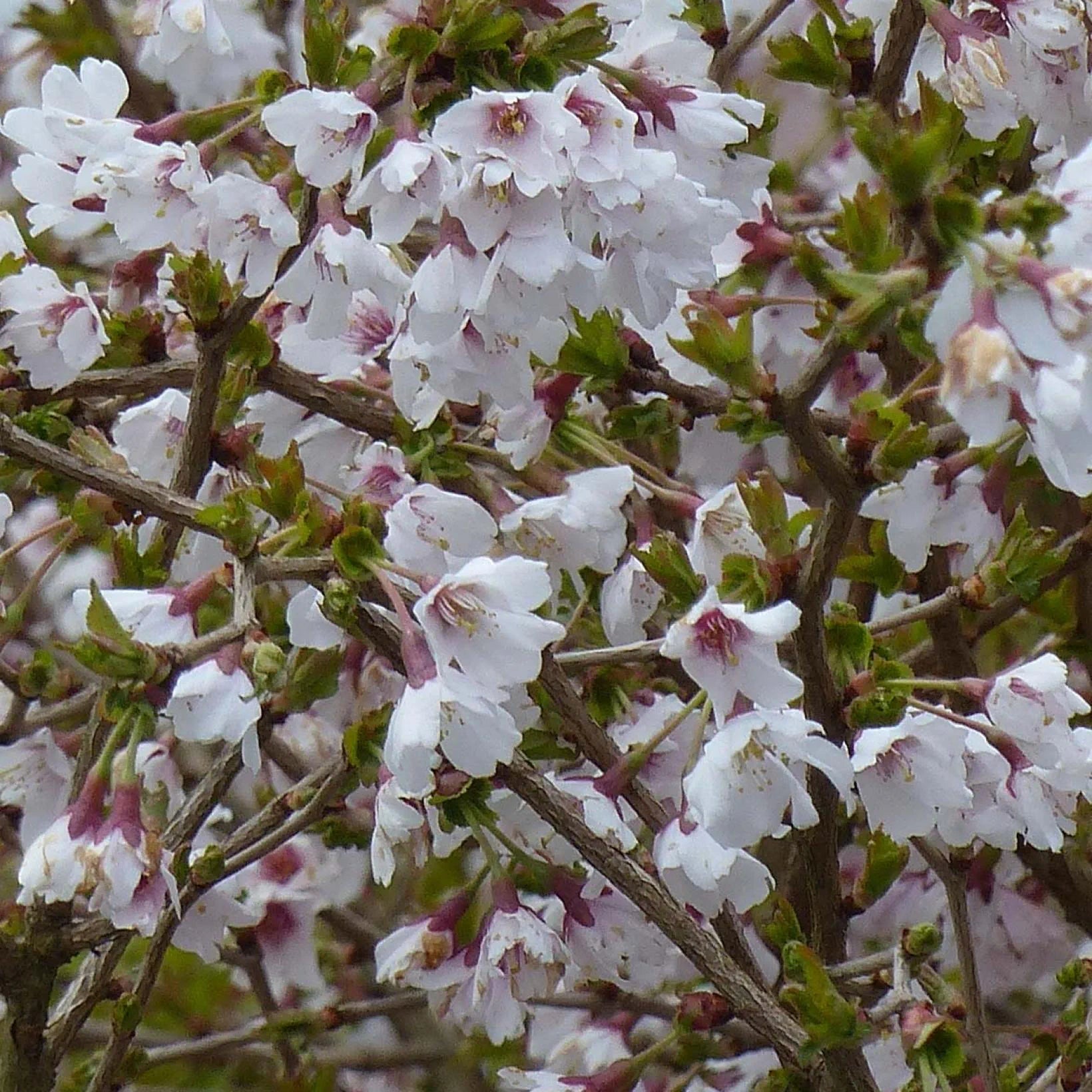 Prunus Incisa 'Kojo No Mai' - Cerisiers à fleurs - Volume 3L / 20-30cm