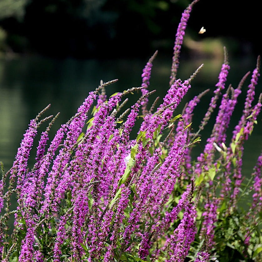 Lythrum Salicaria Blush - Salicaire commune - Volume 3L / 30-50cm