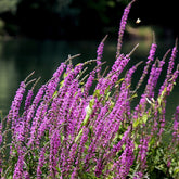 Lythrum Salicaria Blush - Salicaire commune