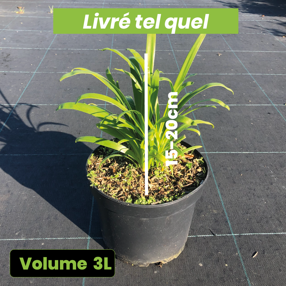 Agapanthus Pitchoune Violet - Volume 3L / 15-20cm