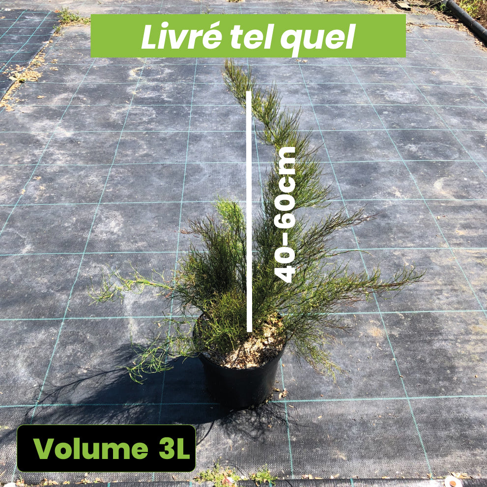 Rhodocoma Capensis - Restio - Volume 3L / 40-60cm