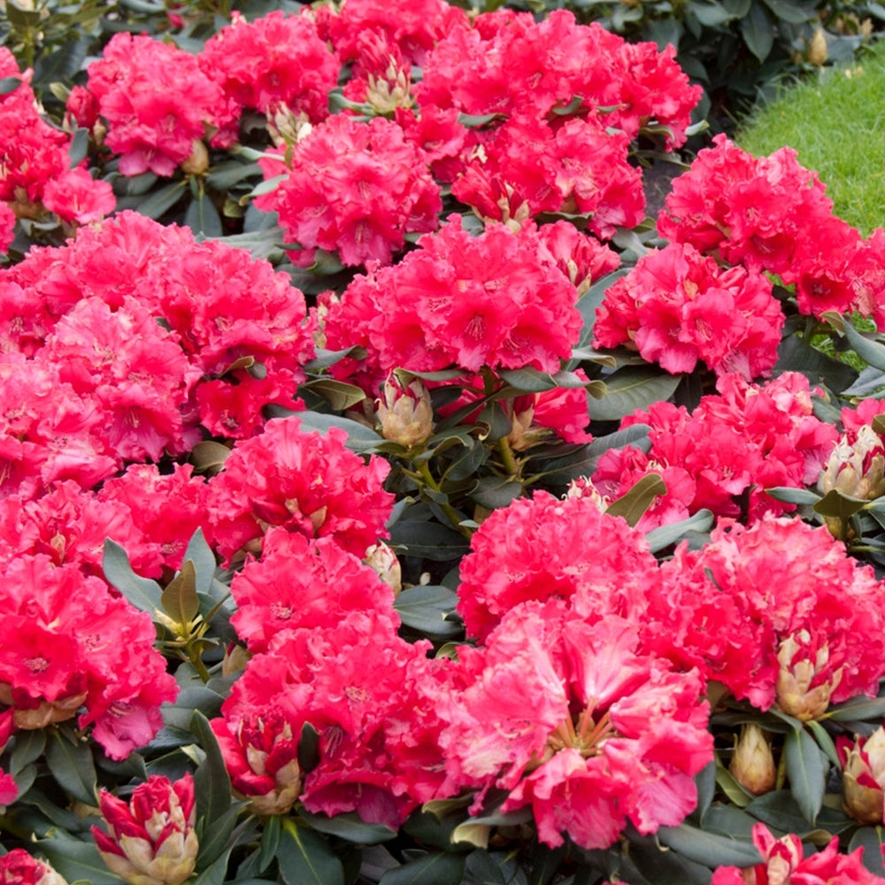 Rhododendron 'Markeeta's Prize' - Volume 4L / 30-50cm