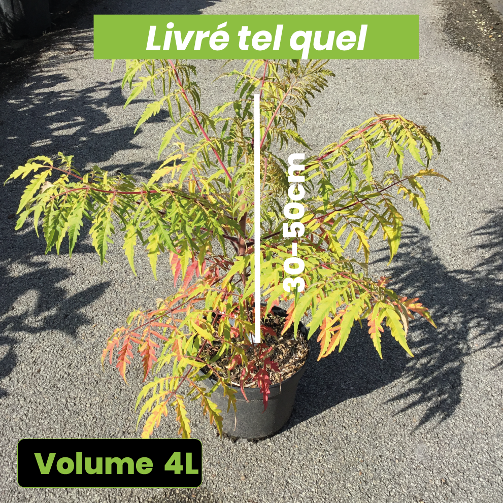 Rhus Typhina Tiger Eyes - Volume 4L / 30-50cm