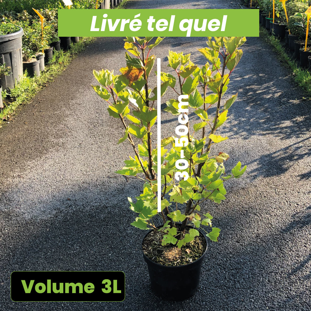 Ribes Vulgare Versaillaise Rouge - Groseillier à grappes rouges Versaillaise - Volume 3L / 30-50cm