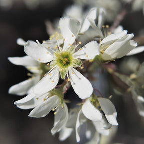 Amelanchier Canadensis - Amélanchier du Canada