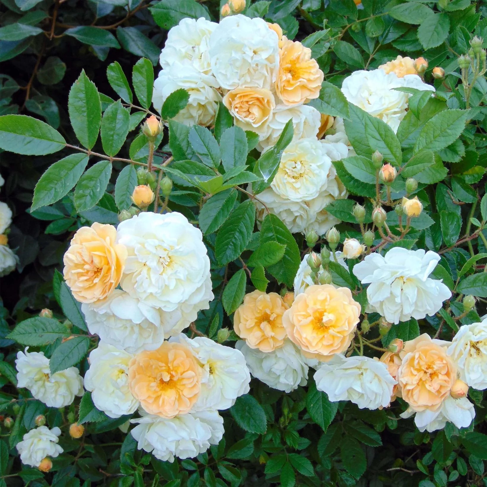 Rosa Ghislaine de Féligonde - Volume 3L / 40-60cm