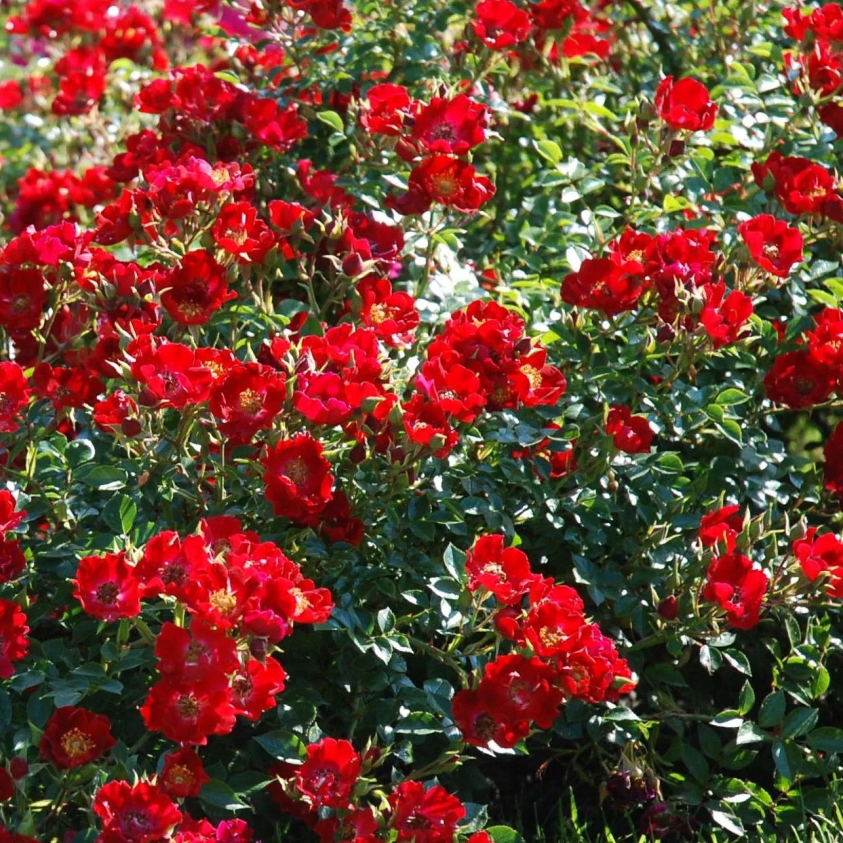 Rosa Red Cascade - Volume 3L / 30-40cm