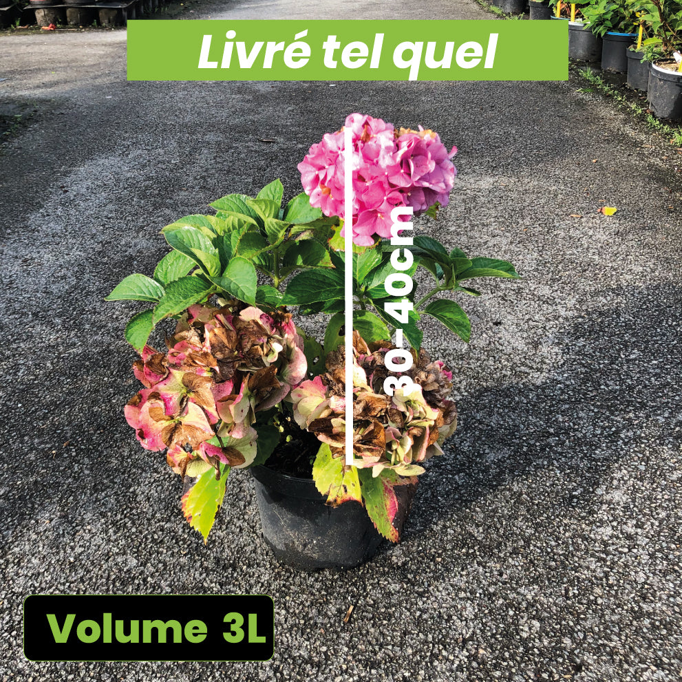 Hydrangea macrophylla Rosita - Volume 3L / 30-40cm