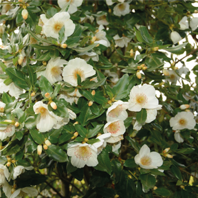 Eucryphia x Intermedia Rostrevor