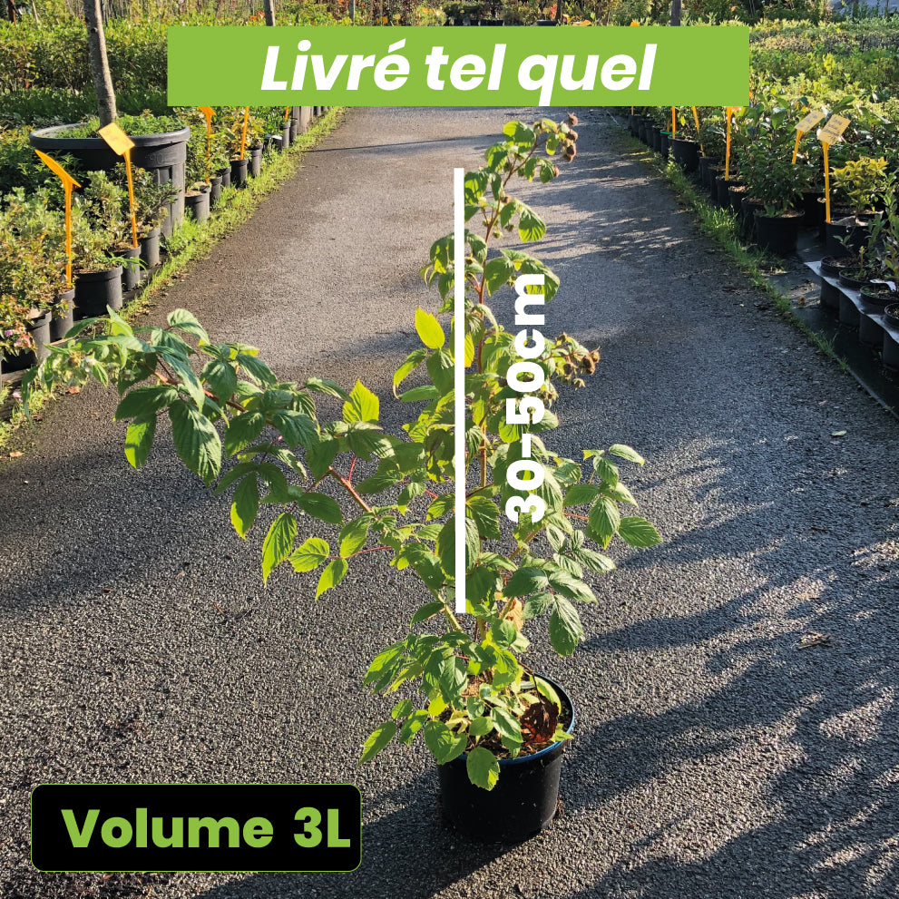 Rubus Idaeus Mailing Promise - Volume 3L / 30-50cm