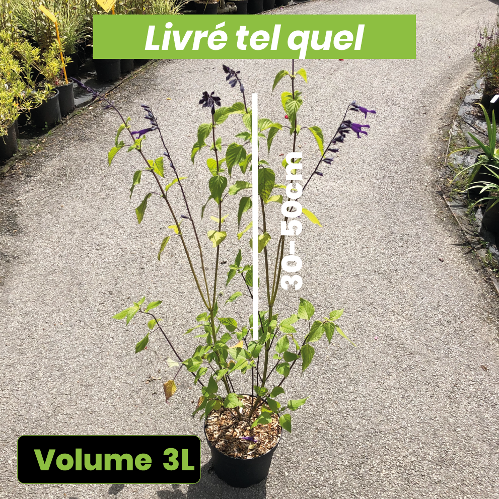 Salvia x Amistad - Sauge Hybride Amistad - Volume 3L / 30-50cm