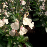 Salvia Greggii Mirage Cream - Sauge arbustive