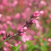Salvia x Jamensis la Siesta - Sauge Arbustive La Siesta
