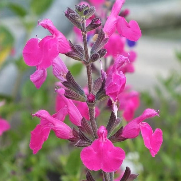 Salvia Microphylla Pink Blush - Sauge arbustive - Volume 3L / 30-40cm
