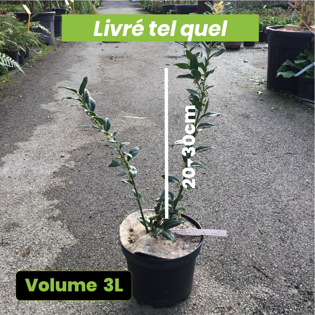 Sarcococca Confusa - Volume 3L / 20-30cm