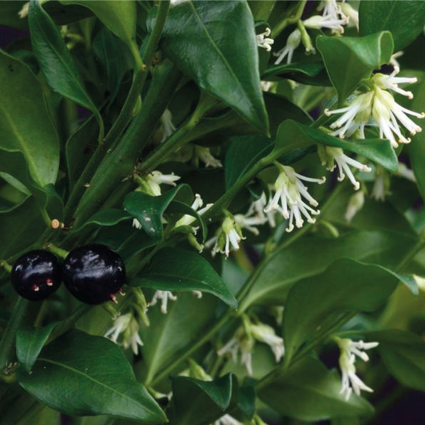 Sarcococca Confusa - Volume 3L / 20-30cm