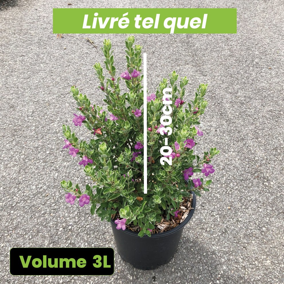 Leucophyllum Green Cloud - Sauge du Désert - Volume 3L / 20-30cm