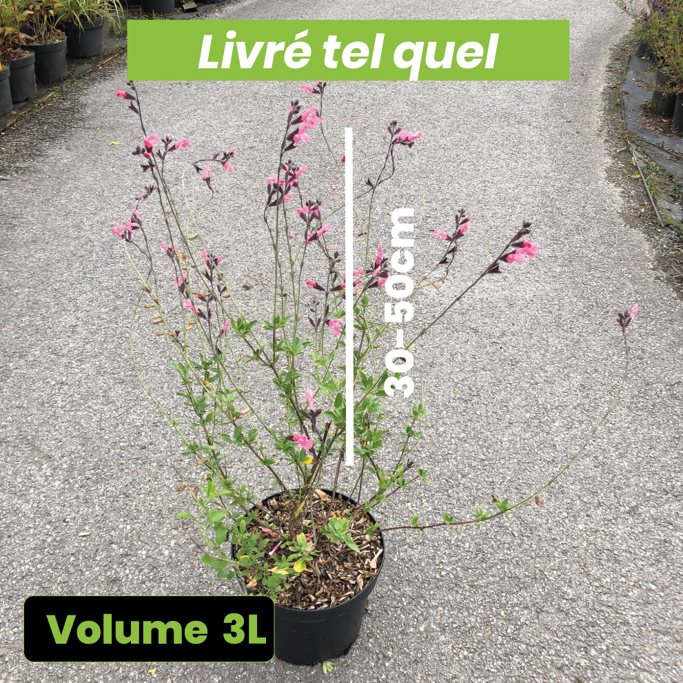 Salvia x Jamensis la Siesta - Sauge Arbustive La Siesta - Volume 3L / 30-50cm