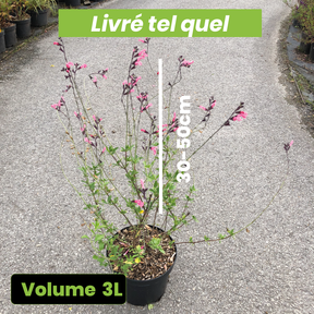 Salvia x Jamensis la Siesta - Sauge Arbustive La Siesta