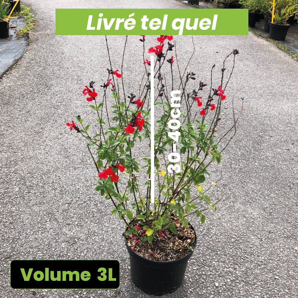 Salvia Microphylla Royal Bumble - Sauge arbustive - Volume 3L / 30-40cm