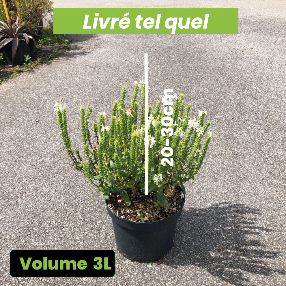 Salvia Nemorosa Schneehügel - Sauge des Bois - Volume 3L / 20-30cm