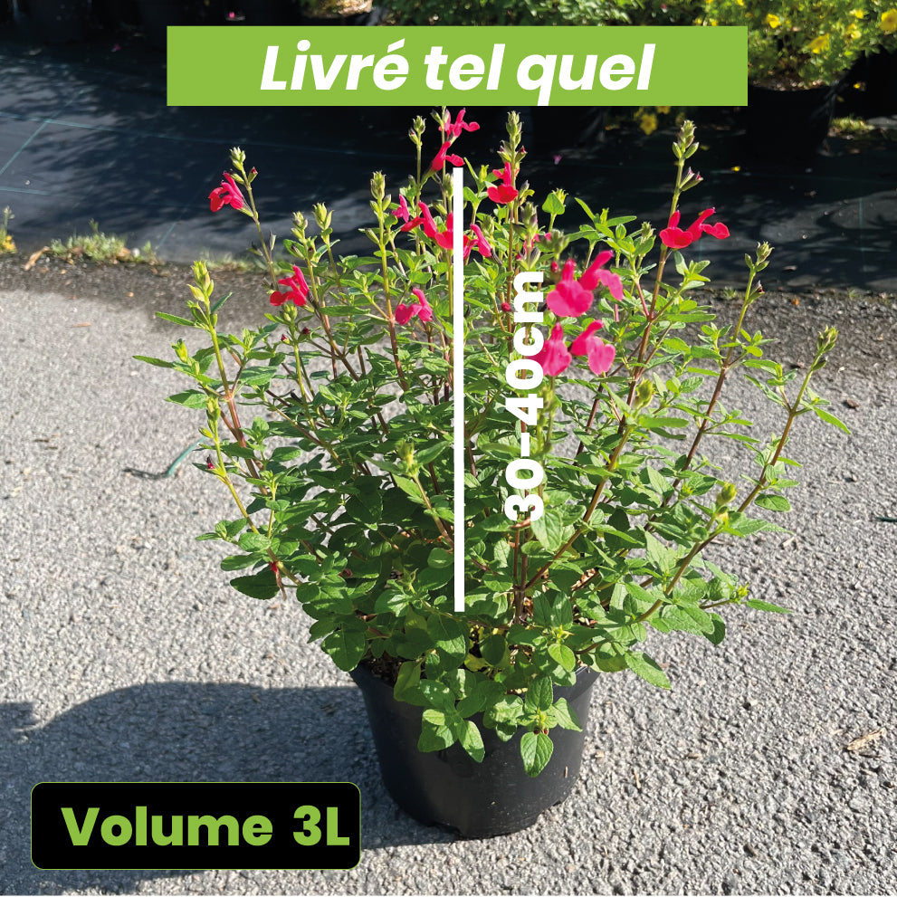Salvia Microphylla Grahamii - Sauge arbustive - Volume 3L / 30-40cm