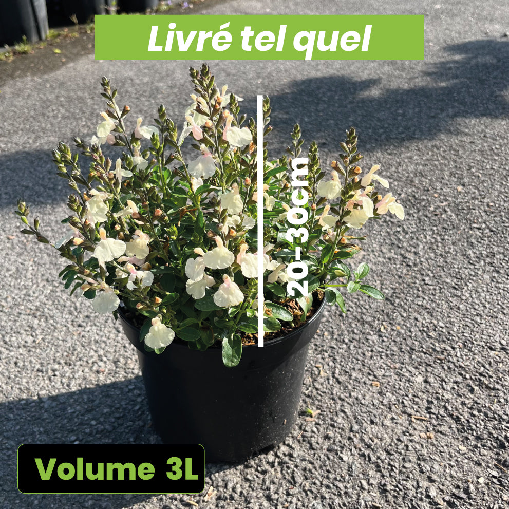 Salvia Greggii Mirage Cream - Sauge arbustive - Volume 3L / 20-30cm
