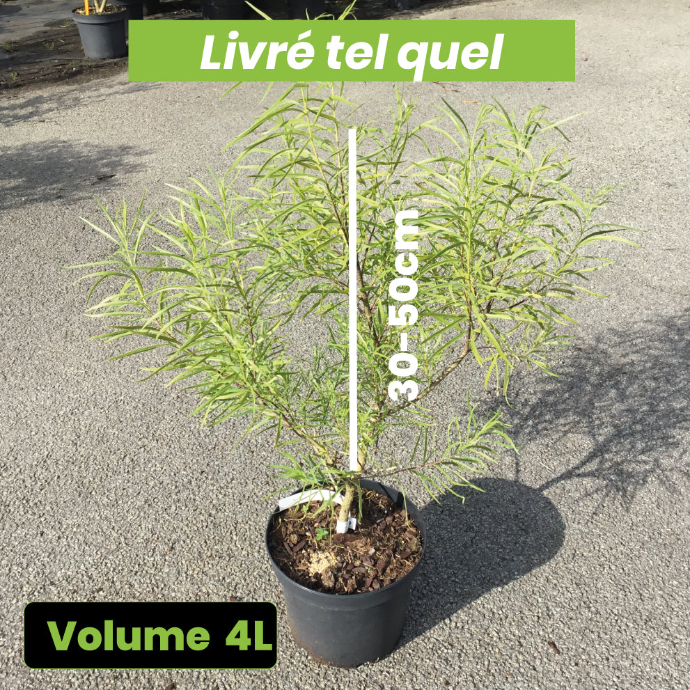 Chilopsis Linearis - Saule du Désert - Volume 4L / 30-50cm