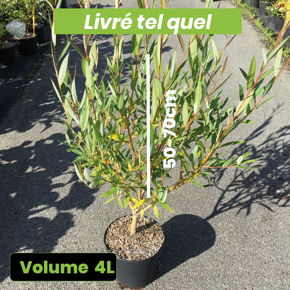 Salix x Viminalis - Saule des Vanniers