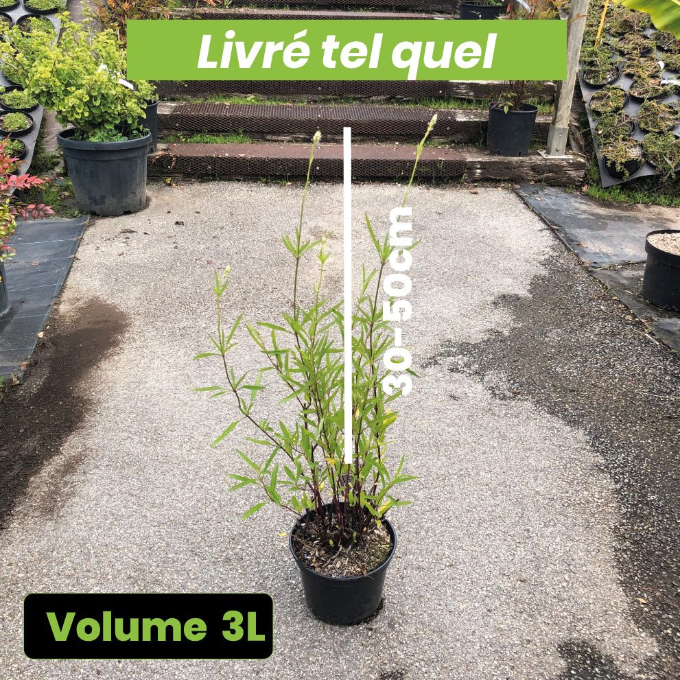 Salvia Uliginosa - Sauge des Marais - Volume 3L / 30-50cm